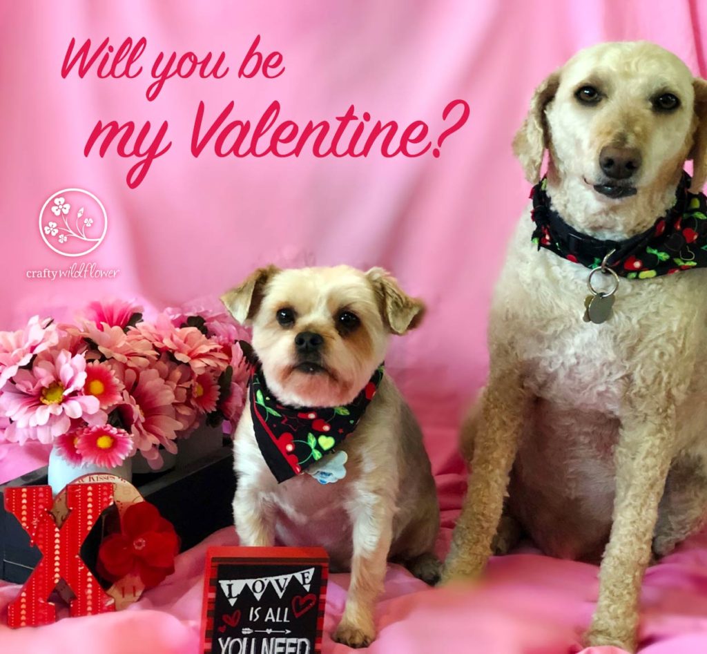 Keeping Our Family & Furry Friends Healthy For Valentines - Dexter & Logan Valentines Day