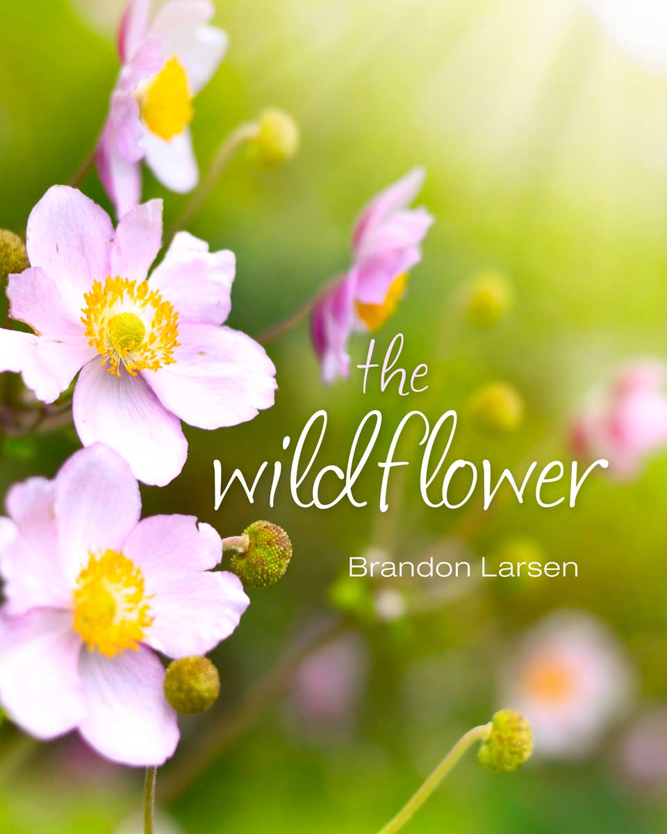 The Wildflower Book at Amazon